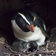 A Tawaki penguin with young.